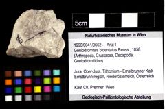 Foto (Objket + Etiketten) von Goniodromites bidentatus (Reuss, 1858) 